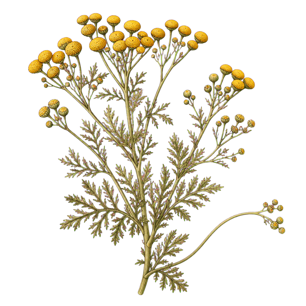 ブルータンジーの黄色い花と葉の植物画