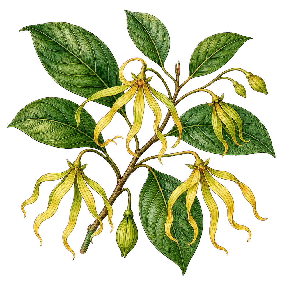 カナンガの植物画