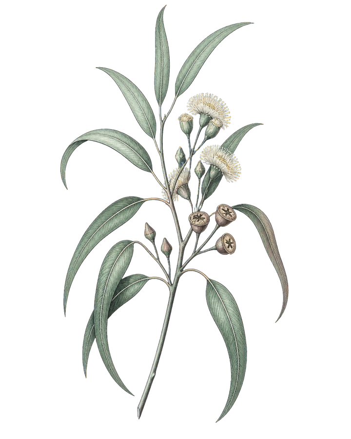 ユーカリの葉と花の植物画