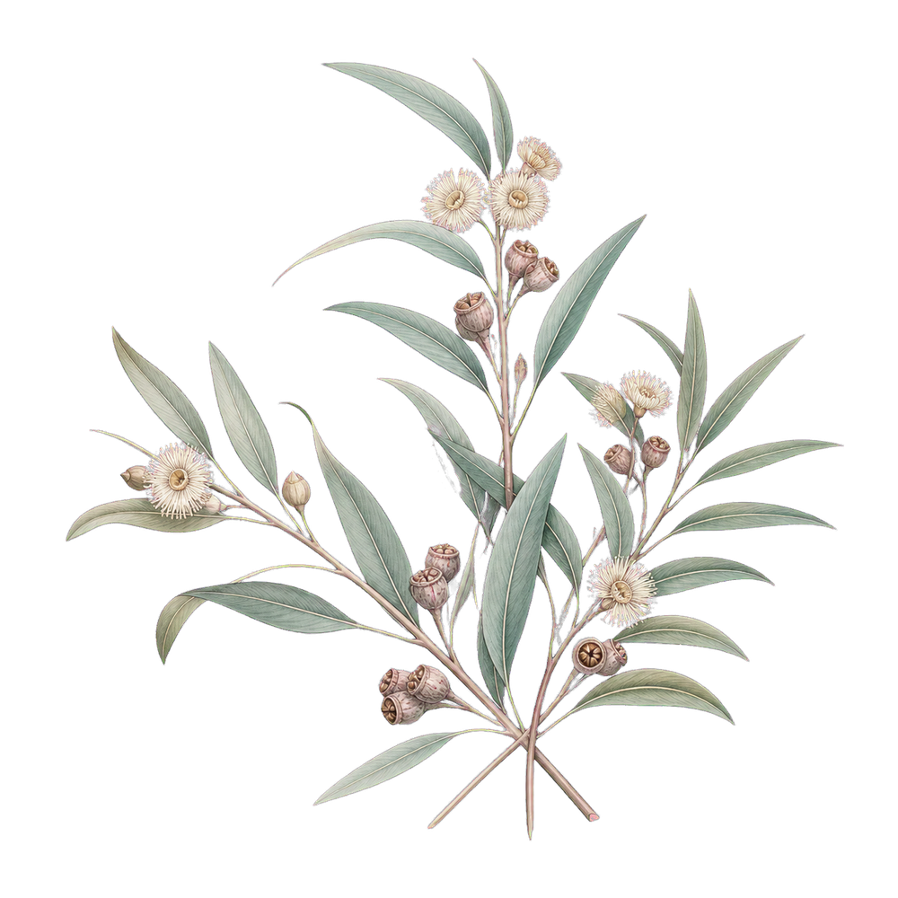 ユーカリの植物画