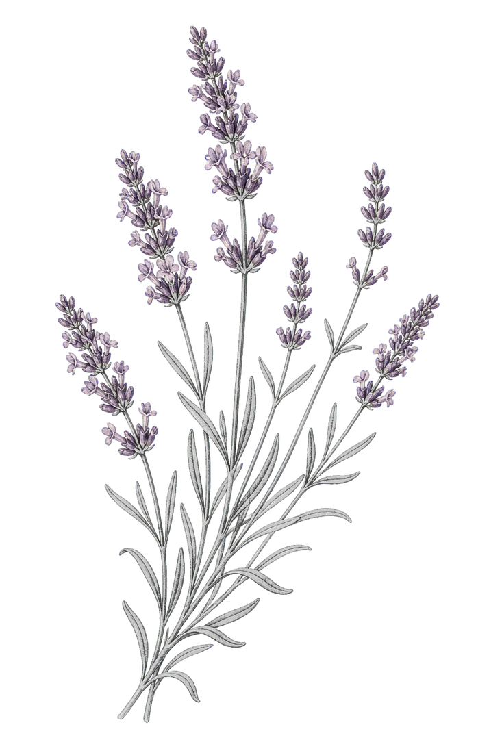 ラベンダーの花束の植物画