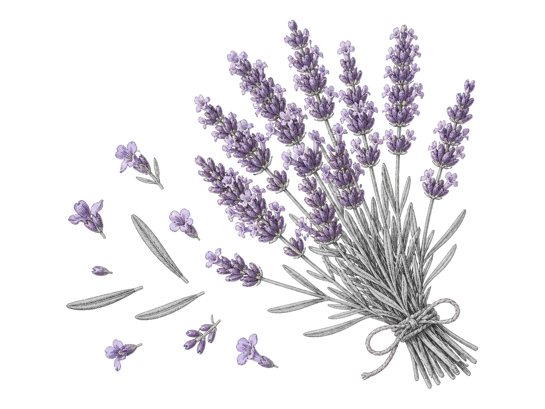 ラベンダーの花束と花の植物画