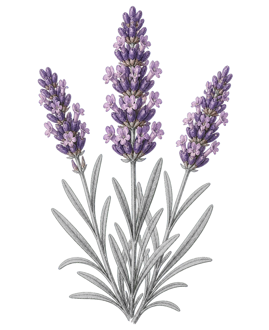 ラベンダーの花穂の植物画