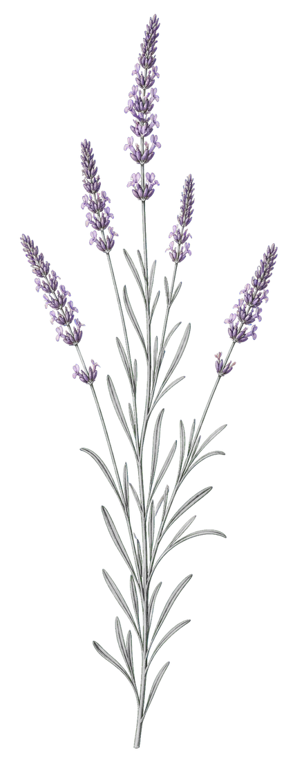 ラベンダーの植物画