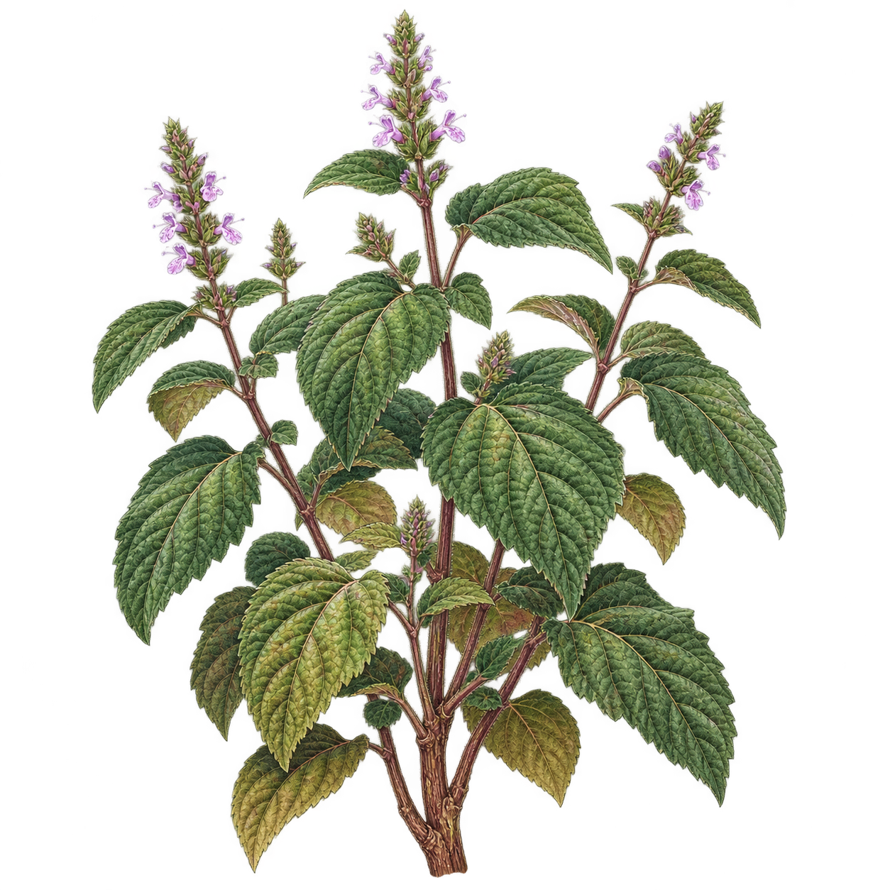 大きく縮れた鋸歯の葉と淡紫色の花穂をつけたパチュリの全草植物画