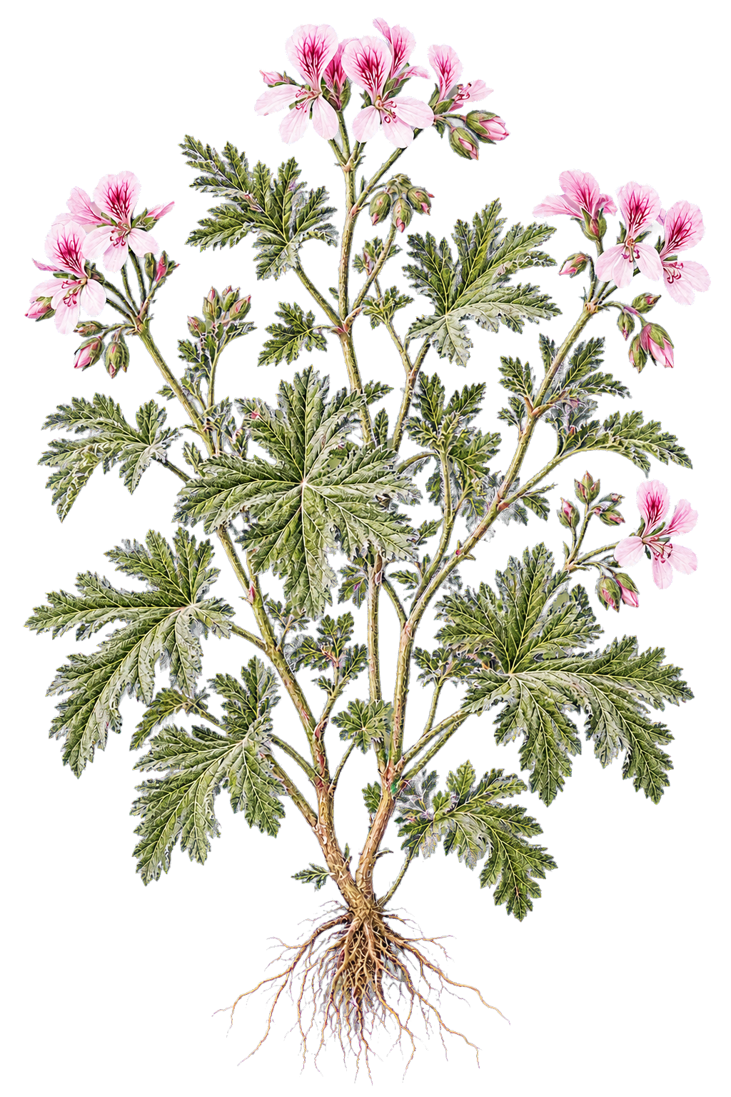 細かな毛のある枝、深く裂けたビロード状の葉、濃い脈の入る淡桃色の花を描いたローズゼラニウムの全株植物画