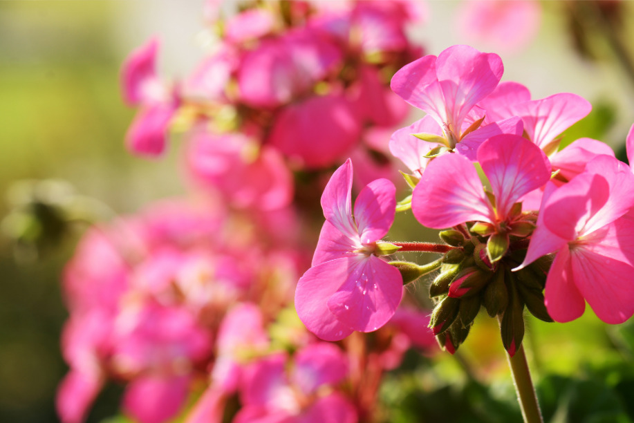 ローズ ゼラニウム